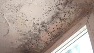 What Causes Black Mould