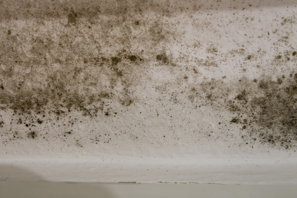 Is black mould the only kind of mould?