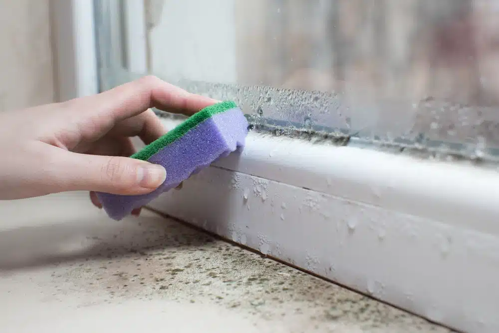 How to Remove Black Mould