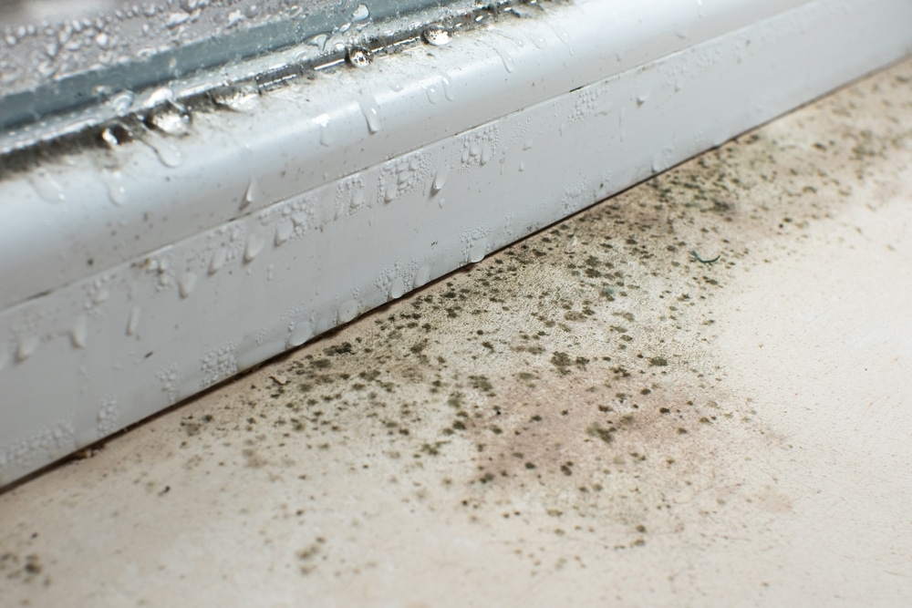 How to get rid of black mould