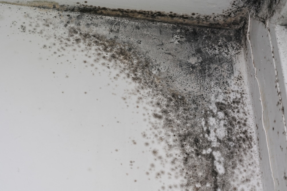 What causes black mould?