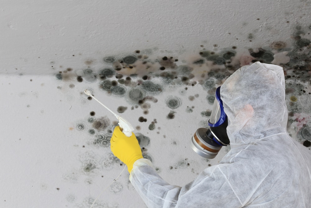 Remove black mould today