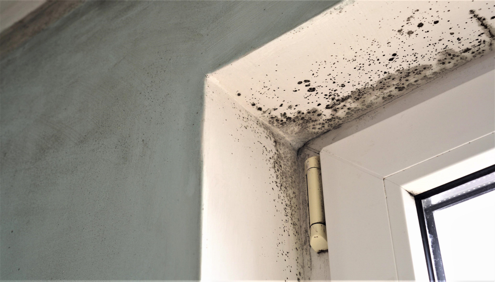 Prevent mould today