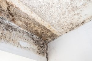 How Bathroom Extractor Fans Can Prevent Mould